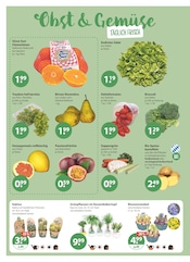 Aktueller V-Markt Prospekt mit Zimmerpflanzen, "V-Markt einfach besser einkaufen", Seite 4