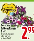 Beet- und Balkonpflanzen Trio Angebote bei EDEKA Augsburg für 2,99 €