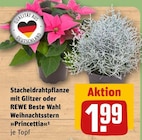 Stacheldrahtpflanze mit Glitzer im Angebot bei REWE in Kiel Stacheldrahtpflanze mit Glitzer Angebote bei REWE Kiel für 1,99 €