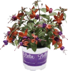 Fuchsien (Fuchsia) bei Globus-Baumarkt im Prospekt "" für 1,99 €