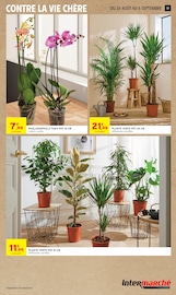 Promos Plante Verte dans le catalogue "VIVE LA FIN DES VACANCES" de Intermarché Hyper Plante Verte en promo dans le catalogue Intermarché Hyper à la page 17