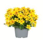 Aktuelles Sommerblumen-Farbmix Angebot bei toom Baumarkt in Jena ab 2,99 €