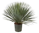 Promo Yucca rostrata à 34,99 € dans le catalogue Truffaut à Allineuc