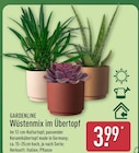 ALDI Nord Saerbeck - Wüstenmix im Übertopf Angebot im Prospekt Wüstenmix im Übertopf bei ALDI Nord im Saerbeck Prospekt für 3,99 €