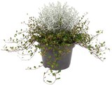 Stacheldrahtpflanze Angebote bei REWE Rheine für 1,79 €