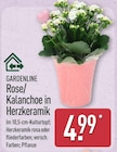 Rose/Kalanchoe in Herzkeramik von Gardenline im aktuellen ALDI Nord Prospekt