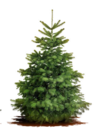 Größe XL Weihnachtsbaum Angebote bei OBI Karlstadt für 47,99 €
