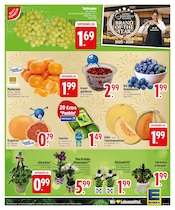 Aktueller EDEKA Prospekt mit Garten, "Wir lieben Lebensmittel.", Seite 7