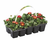 Aktuelles Frühlingsblüher im 10er-Tray Angebot bei Lidl in Wolfsburg ab 1,69 €