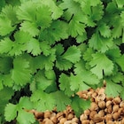 Promo Coriandre Bio. Le pot de 9x9 cm à 3,94 € dans le catalogue Botanic à Semécourt