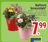 Bepflanzte Terrassentöpfe von  im aktuellen EDEKA Prospekt für 7,99 €