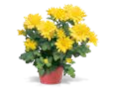 Chrysantheme 1-Trieber für 1,29 € bei OBI im Angebot Chrysantheme 1-Trieber im aktuellen OBI Prospekt