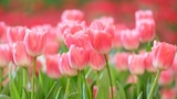 Jardiland Charmeil - Promo Assortiment de bulbes d'automne Promo Assortiment de bulbes d'automne à 11,99 € dans le catalogue Jardiland à Charmeil