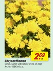 Chrysanthemen Angebote bei toom Baumarkt Hagen für 2,69 €