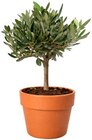 Pflanzentrio Bloomatch im Angebot bei REWE in Dachau Pflanzentrio Bloomatch Angebote bei REWE Dachau für 7,99 €