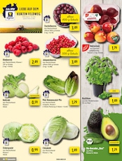 Pflanzen im EDEKA Prospekt in Gelsenkirchen Aktueller EDEKA Prospekt mit Pflanzen, "Aktuelle Angebote", Seite 6