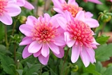 Collection de Dahlias à Jardiland dans Clans Collection de Dahlias à Jardiland dans Clans