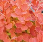Berberitze „Orange Ice“ für 16,95 € bei Hornbach im Angebot Berberitze „Orange Ice“ im aktuellen Hornbach Prospekt