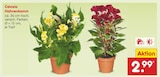 Aktuelle Zimmerpflanzen Angebote bei Netto Marken-Discount in Essen Aktuelles Celosia Hahnenkamm Angebot bei Netto Marken-Discount in Essen ab 2,99 €