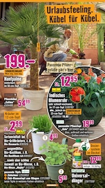 Aktueller Hornbach Prospekt mit Topf, "Andere feiern Tore, du dein Projekt", Seite 9
