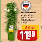 Terrassenstamm Angebote bei REWE Recklinghausen für 11,99 €
