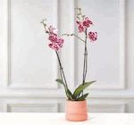 Orchidée 2 tiges - Super U à Niort Orchidée 2 tiges en promo chez Super U Niort à 11,99 €