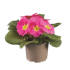 Primula acaulis für 0,79 € bei Lidl im Angebot Primula acaulis im aktuellen Lidl Prospekt