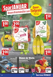 EDEKA Blumenzwiebeln im Prospekt 