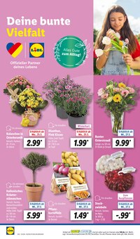 Blumen im Lidl Prospekt "LIDL LOHNT SICH" mit 63 Seiten (Erfurt)