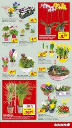 Blumen Angebot im aktuellen toom Baumarkt Prospekt auf Seite 3