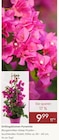 Pflanzen Kölle Teltow - Drillingsblumen-Pyramide Bougainvillea »Deep Purple« Angebot im Prospekt Drillingsblumen-Pyramide Bougainvillea »Deep Purple« bei Pflanzen Kölle im Teltow Prospekt für 9,99 €