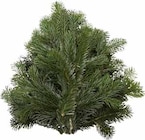 Nordmanntannen-Handbund für 2,22 € bei Pflanzen Kölle im Angebot Nordmanntannen-Handbund im aktuellen Pflanzen Kölle Prospekt