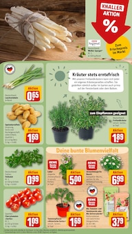 Blumen im REWE Prospekt "Dein Markt" mit 31 Seiten (Leipzig)