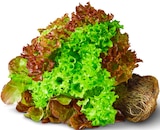Salate mit Wurzel bei Penny im Pfannenschoppen Prospekt für 0,99 €