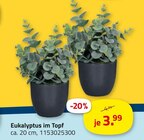 Eukalyptus im Topf Angebote bei ROLLER Schwäbisch Hall für 3,99 €