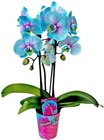 Aktuelle Orchidee Angebote bei Kaufland in Leipzig Aktuelles Orchidee Angebot bei Kaufland in Leipzig ab 6,99 €
