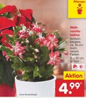 Weihnachtskaktus von  im aktuellen Netto Marken-Discount Prospekt für 4,99 €