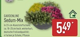 Sedum-Mix von Gardenline im aktuellen ALDI Nord Prospekt