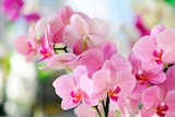 Orchidée Phalaenopsis colorée en promo chez Norma Mulhouse à 12,99 €