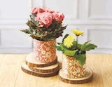 Plante Fleurie - Super U à Sarcelles Plante Fleurie en promo chez Super U Sarcelles à 5,99 €