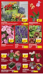 Lavendel Angebot & Preis im aktuellen toom Baumarkt Prospekt Lavendel Angebot im aktuellen toom Baumarkt Prospekt auf Seite 4