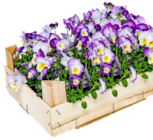 Stiefmütterchen bei Kaufland im Witten Prospekt für 6,99 €