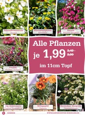 Ähnliche Angebote wie Veilchen im Prospekt "Der Sommer kann kommen…" auf Seite 2 von Garten-Center Nordharz GmbH & Co. KG in Wolfenbüttel