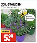 XXL-Stauden im Angebot bei Wreesmann in Cuxhaven XXL-Stauden Angebote bei Wreesmann Cuxhaven für 5,99 €
