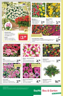 Blumen im BayWa Bau- und Gartenmärkte Prospekt "Hier bin ich gern" mit 24 Seiten (Erlangen)