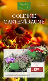 Aktueller Pflanzen Kölle Prospekt mit Pflanzen, "GOLDENE GARTENTRÄUME", Seite 1