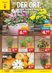 Gartenpflanzen Angebote im Prospekt "Aktuelle Angebote" von Netto Marken-Discount auf Seite 8