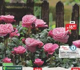 Duftrosen in Sorten Angebot in Mörschbach Duftrosen in Sorten im aktuellen Prospekt bei Raiffeisenmarkt in Mörschbach