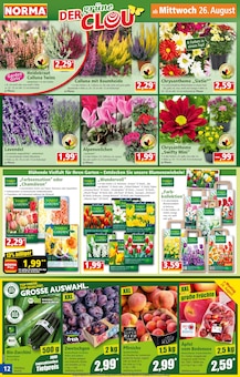 Blumen im aktuellen Norma Prospekt (Darmstadt) Blumen im Norma Prospekt "Mehr fürs Geld" mit 28 Seiten (Darmstadt)