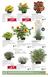 Dehner Garten-Center Kräuter im Prospekt Dehner Garten-Center Kräuter im Prospekt